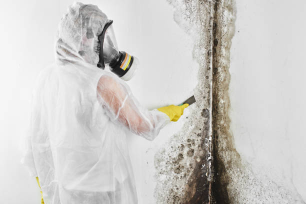 Best Mold Testing  in Port Angeles East, WA