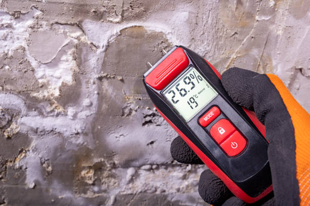 Best Mold Remediation  in Port Angeles East, WA