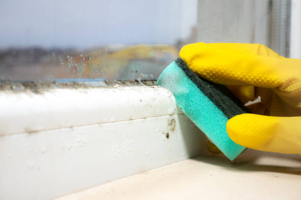 Best Water Damage Restoration  in Port Angeles East, WA
