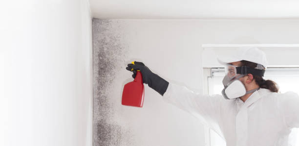 Best Mold Removal Company Near Me  in Port Angeles East, WA