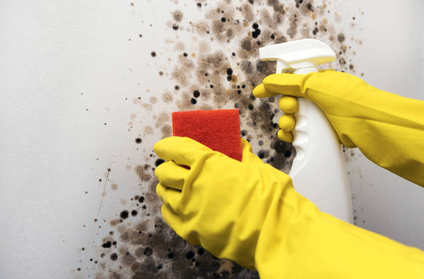 Mold Testing and Removal in Port Angeles East, WA
