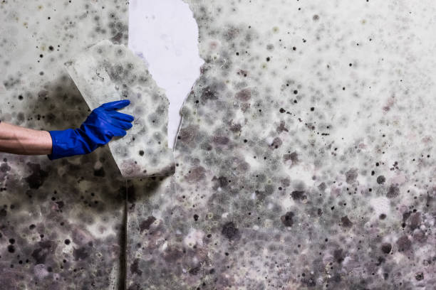 Best Attic Mold Removal  in Port Angeles East, WA