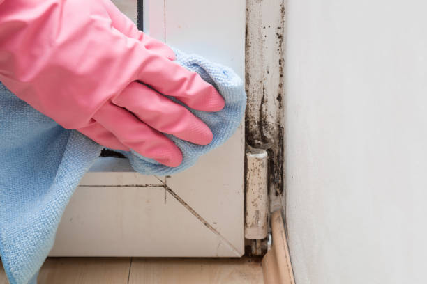 Best Black Mold Removal  in Port Angeles East, WA